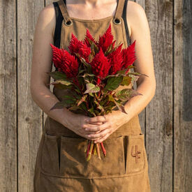 Red Bronze Leaf Kimono, Celosia Seeds